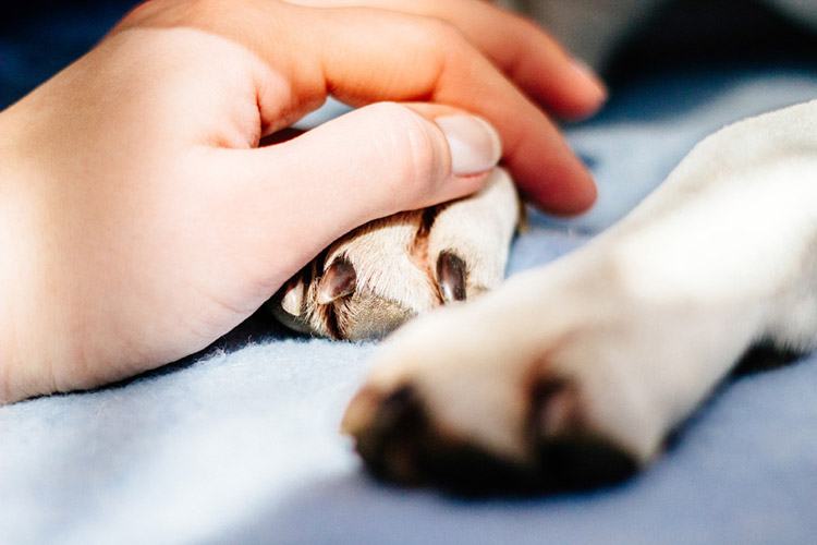 The Animal Clinic of Encino - Oncology